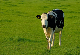 Landwirtschaftliche Buchstelle