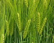 Landwirtschaftliche Buchstelle - Thomas Busse Landwirtschaftliche Buchstelle