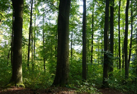 Landwirtschaftliche Buchstelle - Thomas Busse Landwirtschaftliche Buchstelle