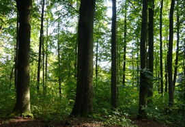 Landwirtschaftliche Buchstelle