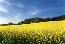 Landwirtschaftliche Buchstelle